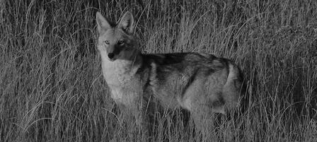 Special Equipment Approved For Hunting Coyotes at Night in Kansas