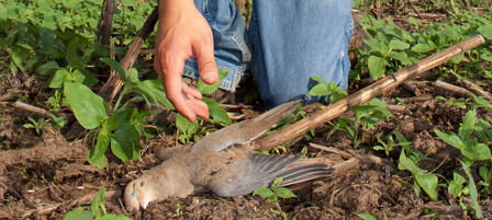 Register Now For Youth Dove Hunt at Clinton Wildlife Area