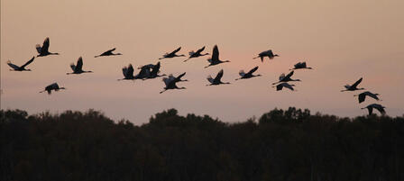 Quivira National Wildlife Refuge To Host Celebration of Cranes Nov. 3