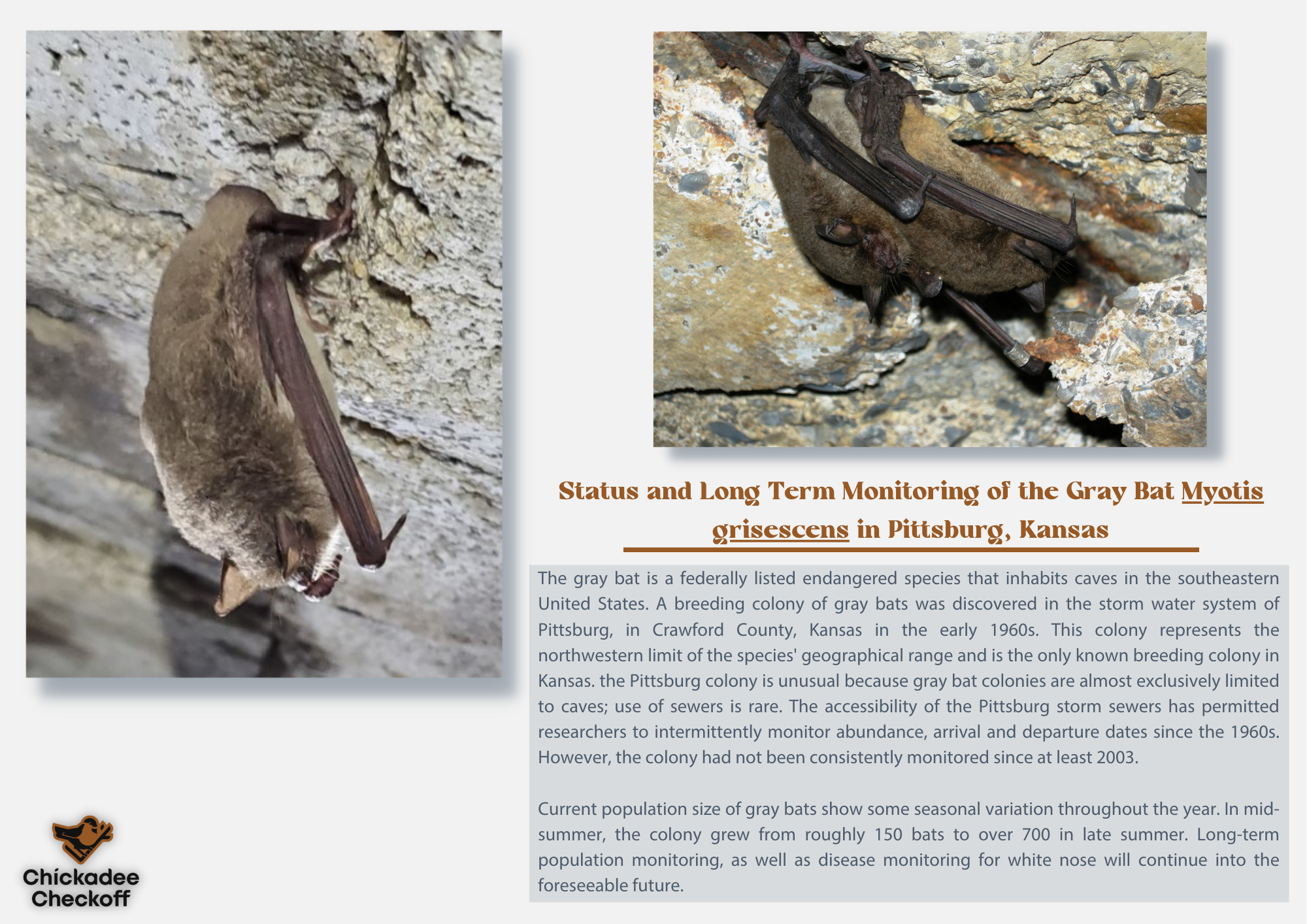 Status and long term monitoring of the gray bat Myotis grisescens in Pittsburg, Kansas