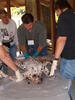 Fur Processing and Tannin Photo 1