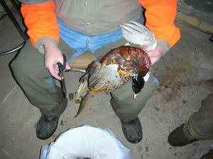 Removing the wings from the pheasant