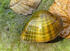Deertoe Mussel