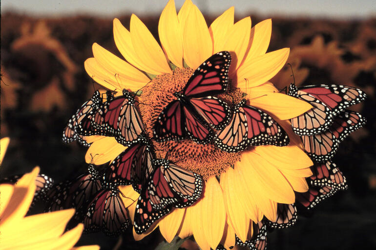 Monarchs - Sunflower