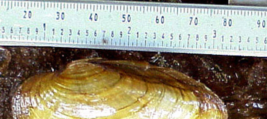 Yellow Sandshell Mussel