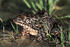 Crawfish Frog