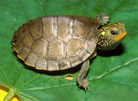 NORTHERN MAP TURTLE