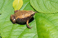 EASTERN NARROWMOUTH TOAD 