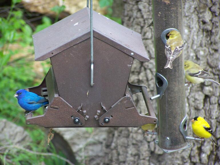 Birds at feeders