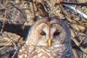 Kanopolis-barred owl